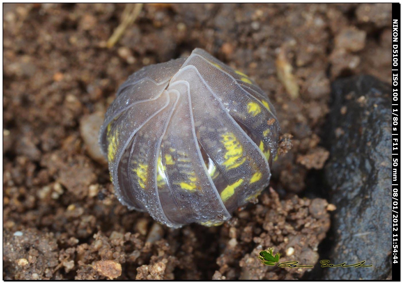 Isopoda Armadillidiidae:  Armadillidium granulatum