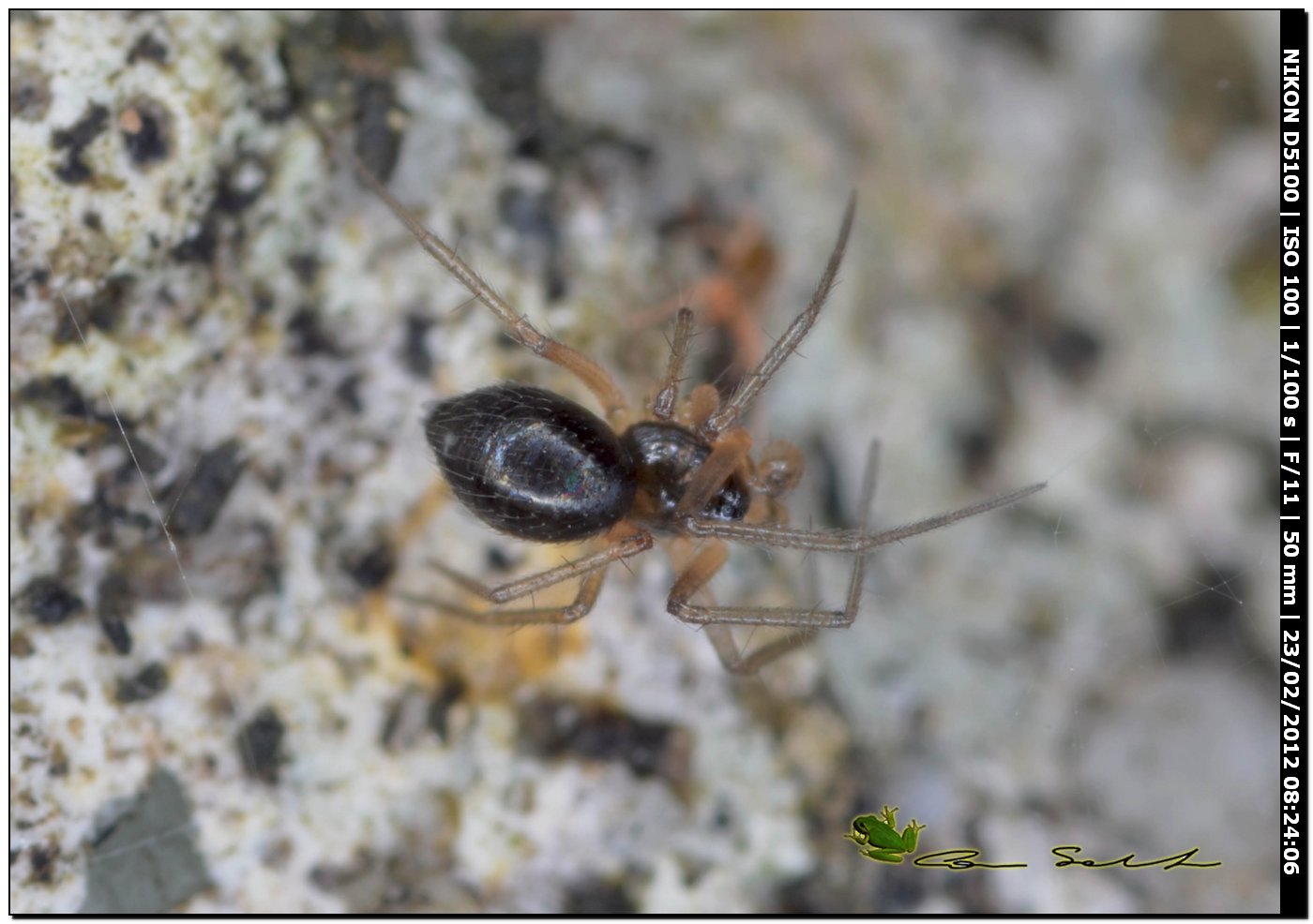 Linyphiidae