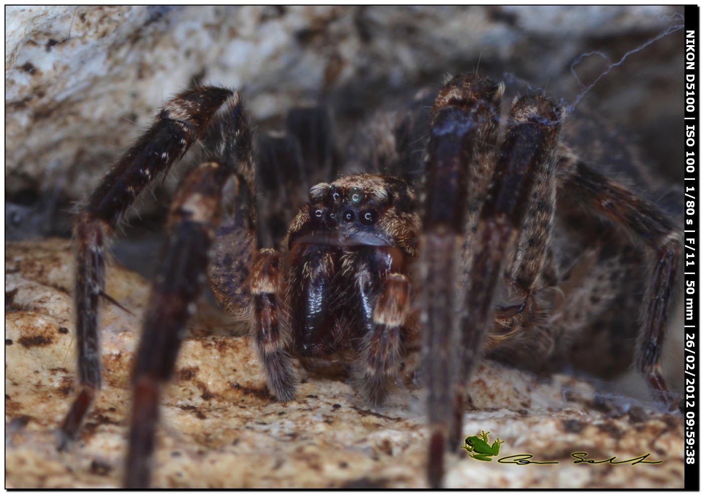 Zoropsis sp.