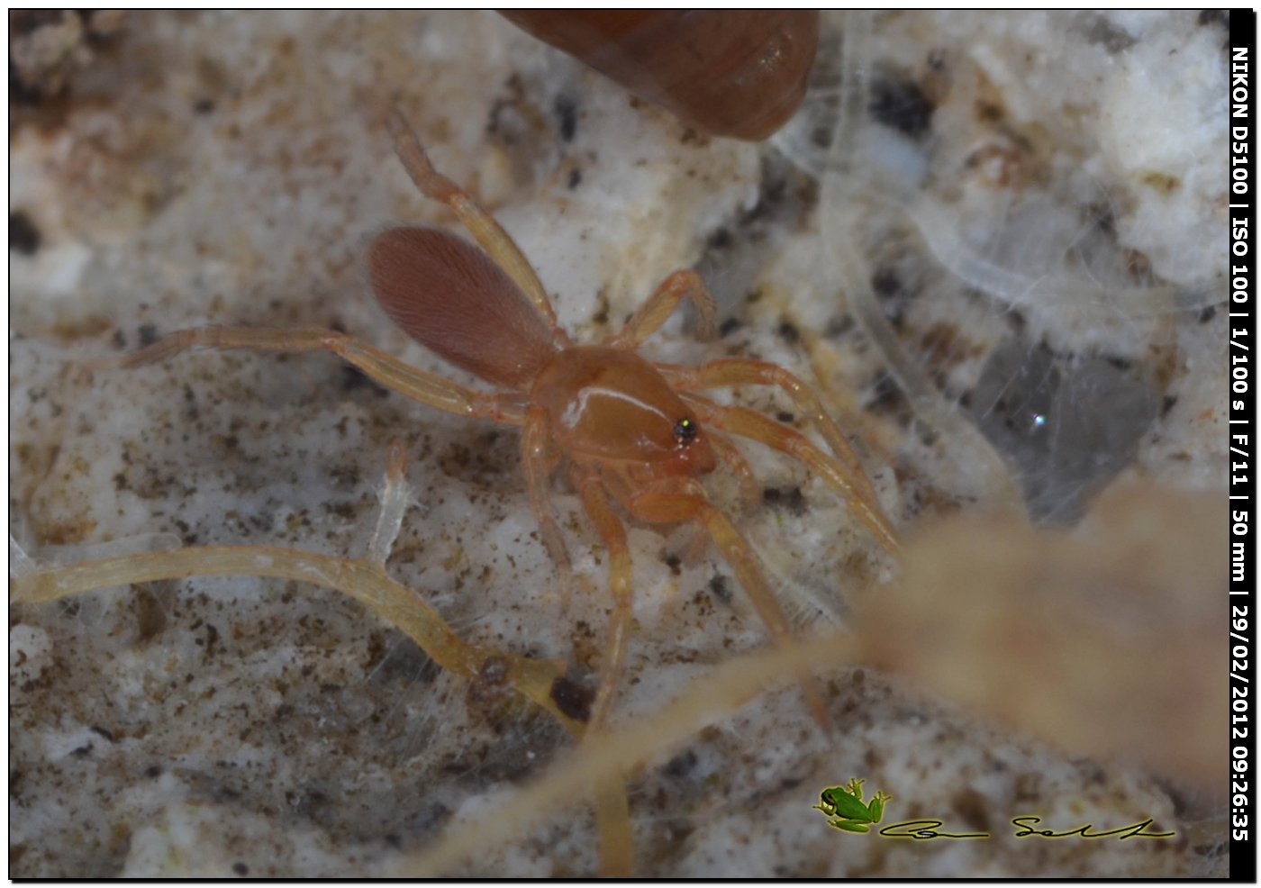 Dysderidae