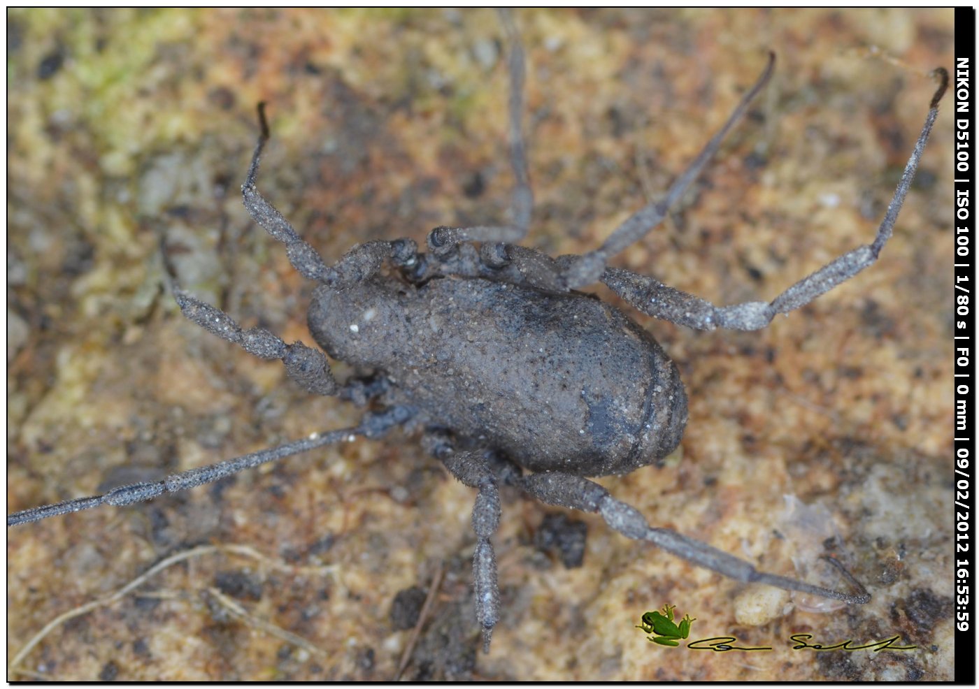 Dicranolasma soerenseni (m) della Sardegna (SS)