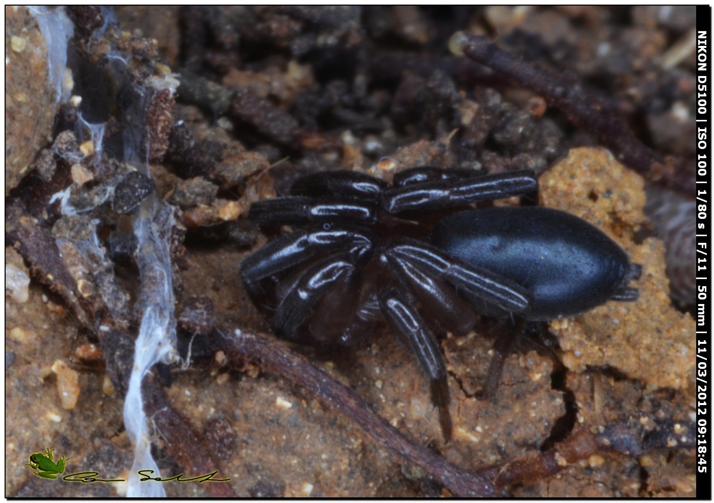 Trachyzelotes sp.