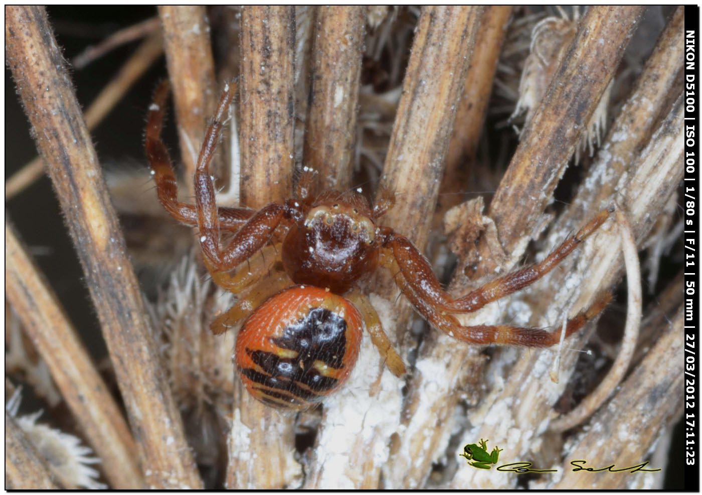 Synema globosum da Usini