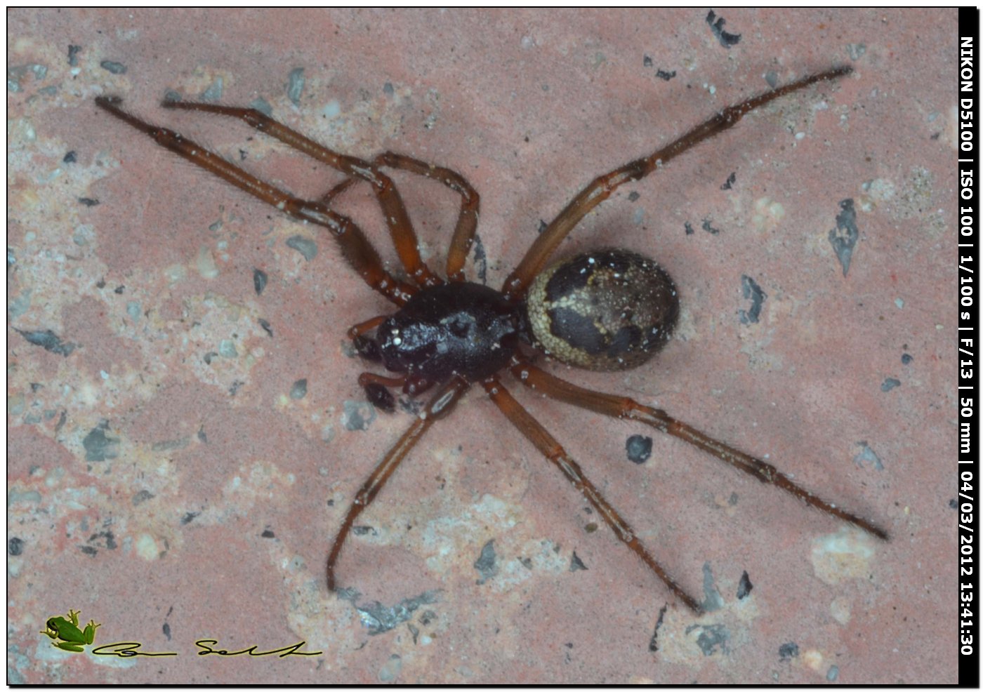 Steatoda nobilis da Usini