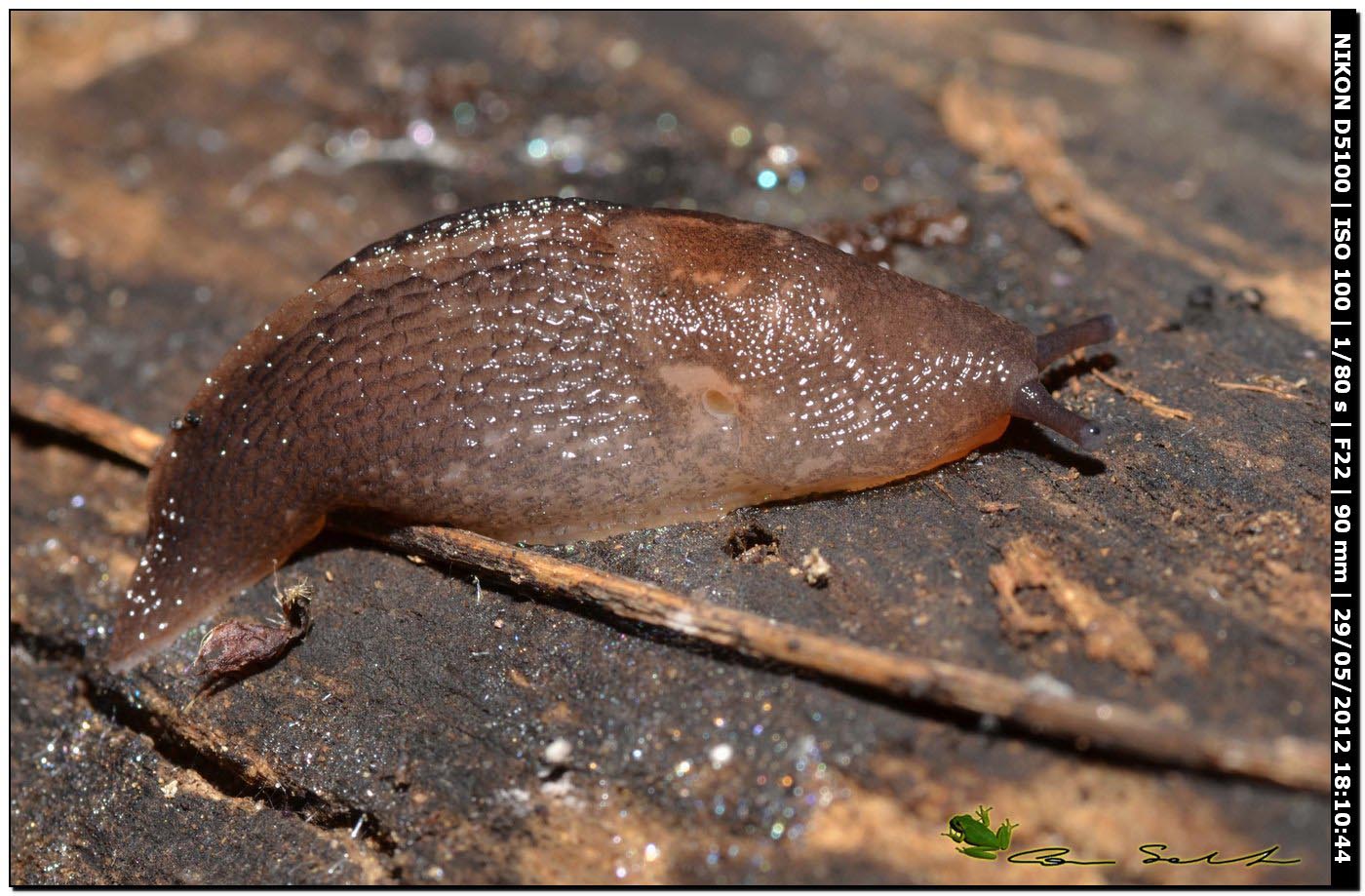 Limax gruppo corsicus?