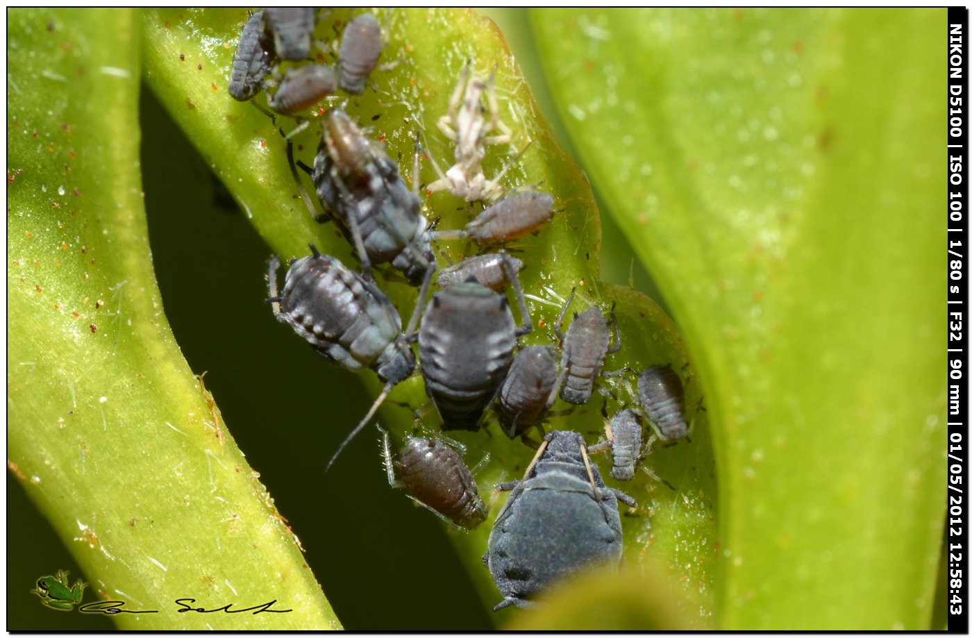 Afidi neri su Viburmun lucidum - Aphis sp.