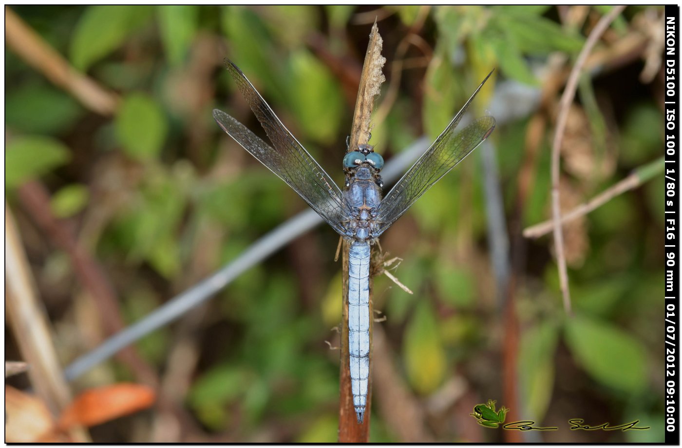 Orthetrum coerulescens anceps ♂