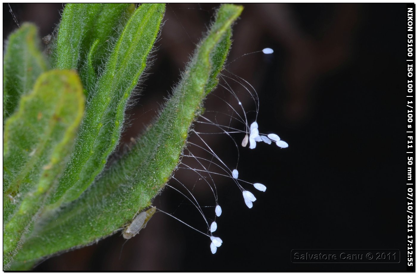 Uova di  Chrysopidae