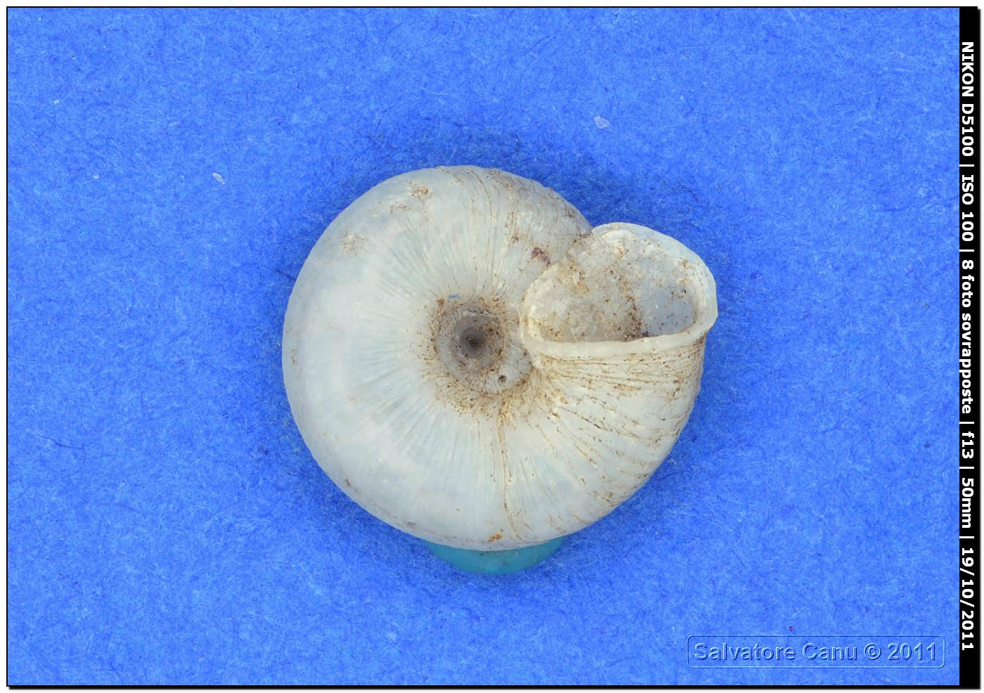 Caracollina (Caracollina) lenticula