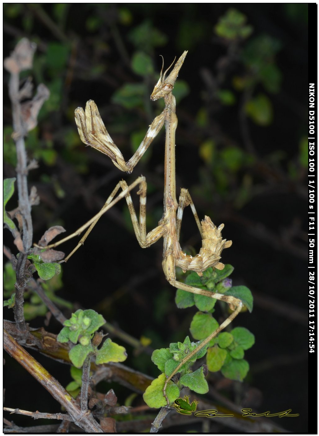 Empusa pennata