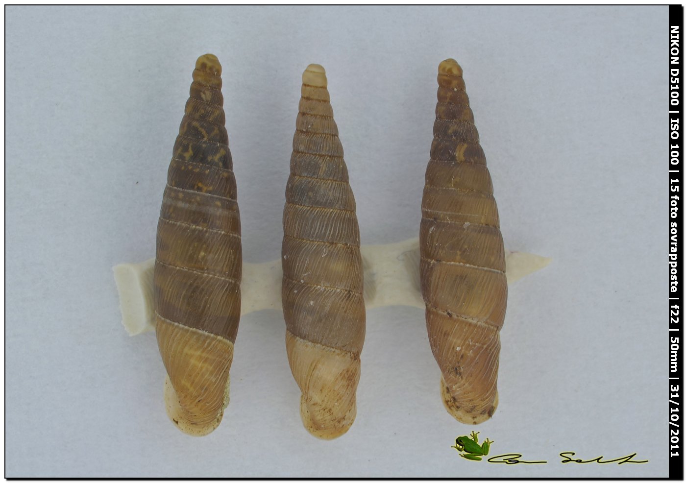 Choclodina kuesteri