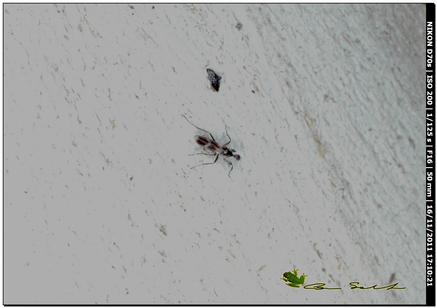 Tachydromia cf. umbrarum