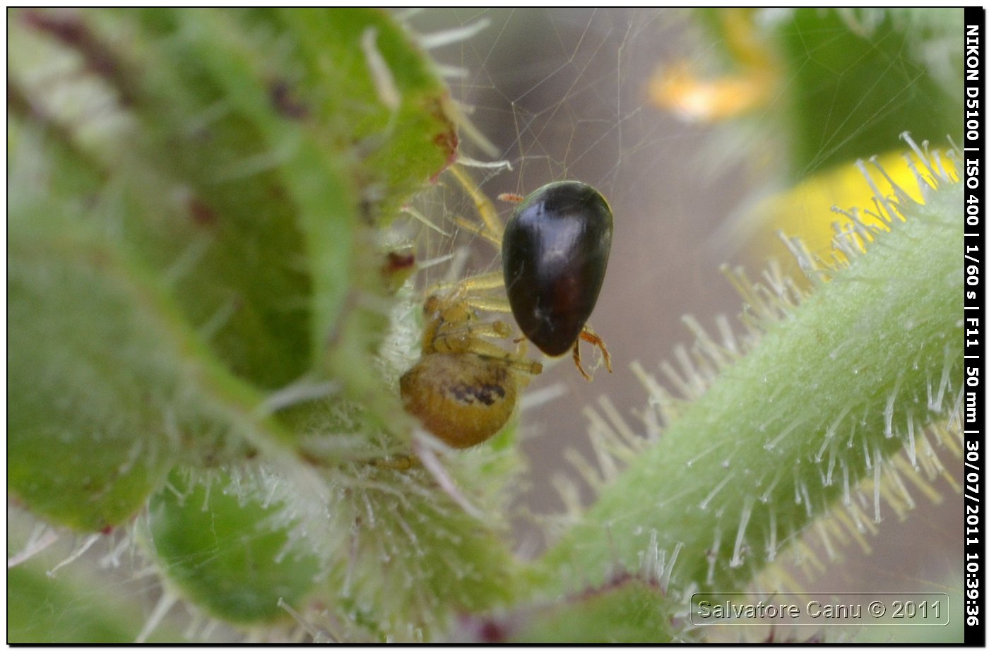 Theridiidae