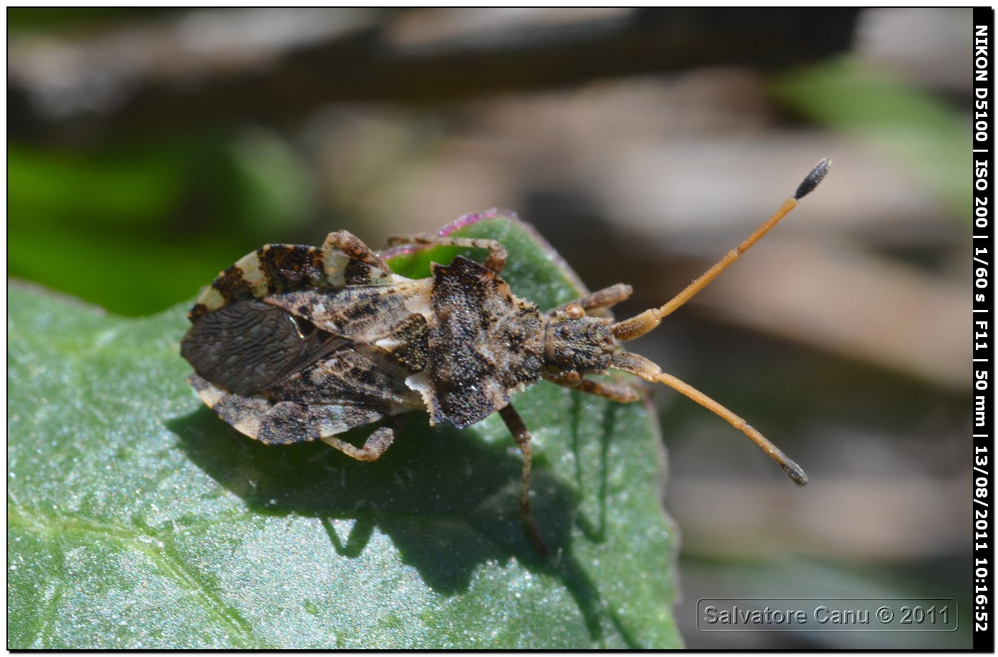 Centrocoris spiniger?? No, C. variegatus