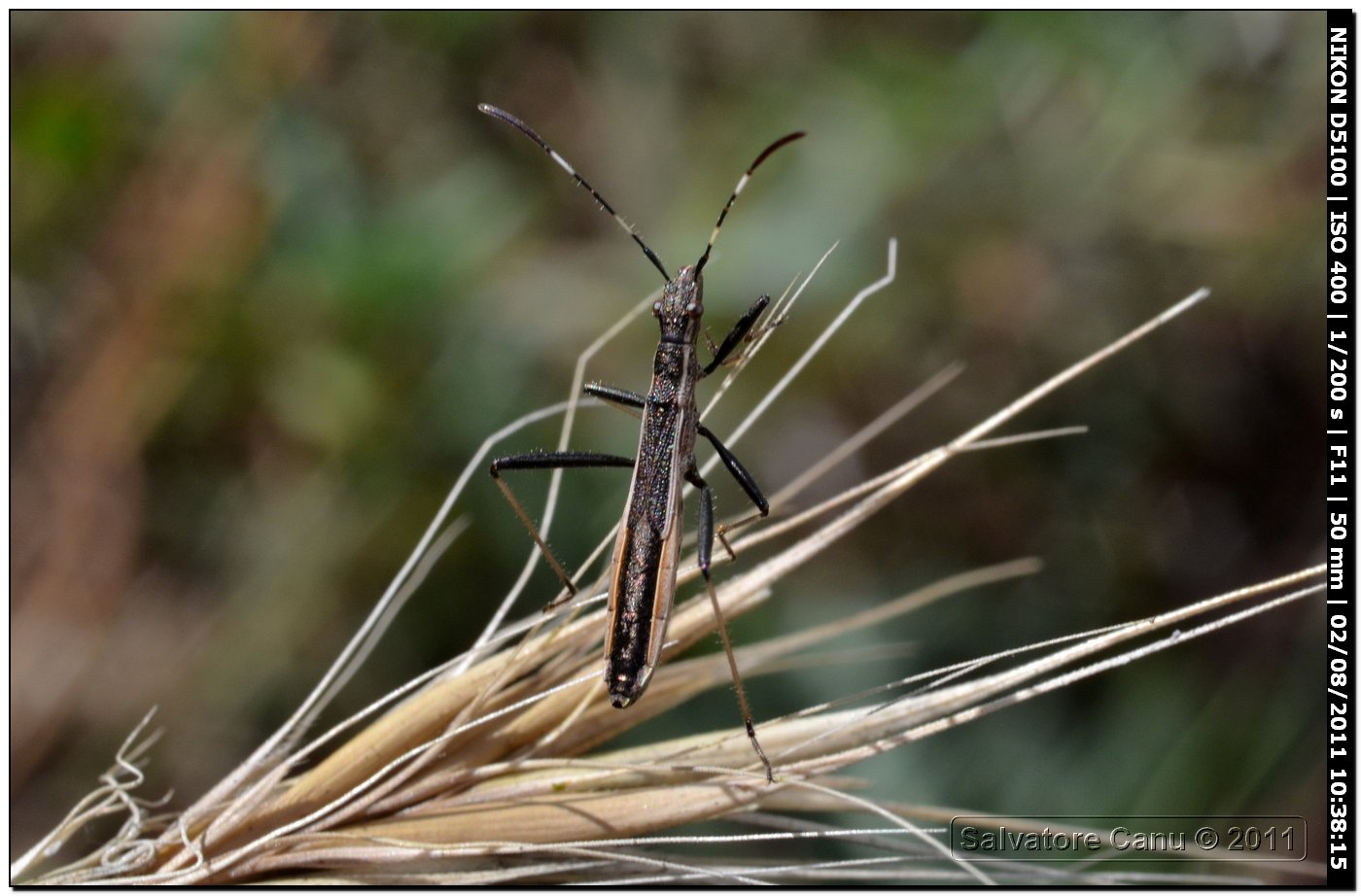 Alydidae: Micrelytra fossularum della Sardegna (SS)