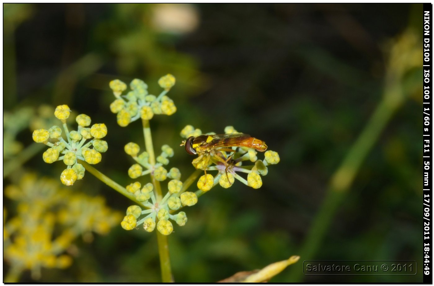 Syrphidae - Sphaerophoria scripta