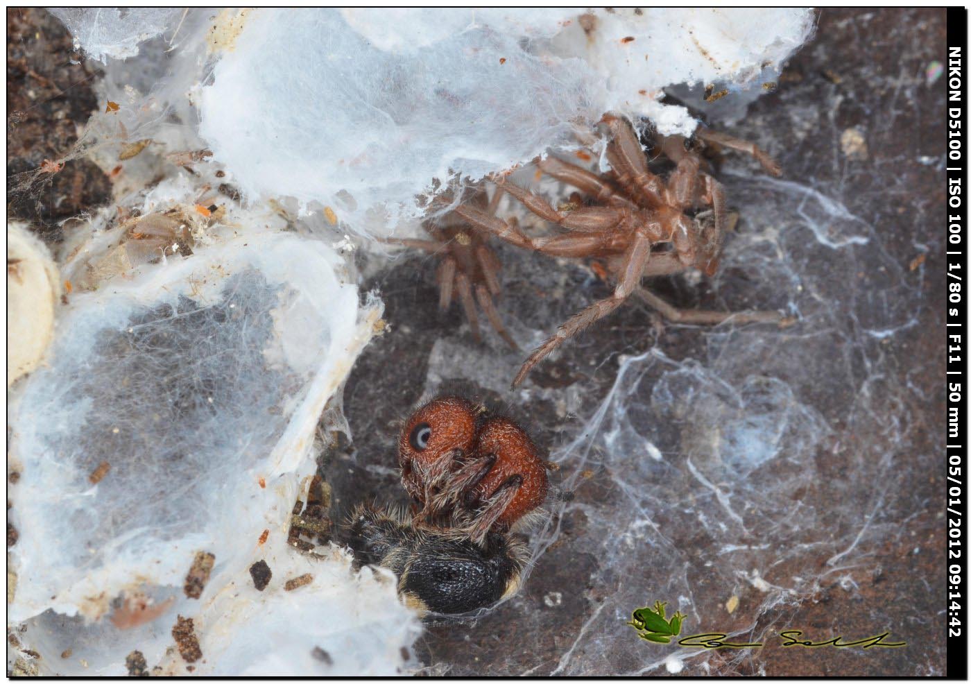 Mutille svernanti & ragni: M. quinquemaculata + R. ghilianii