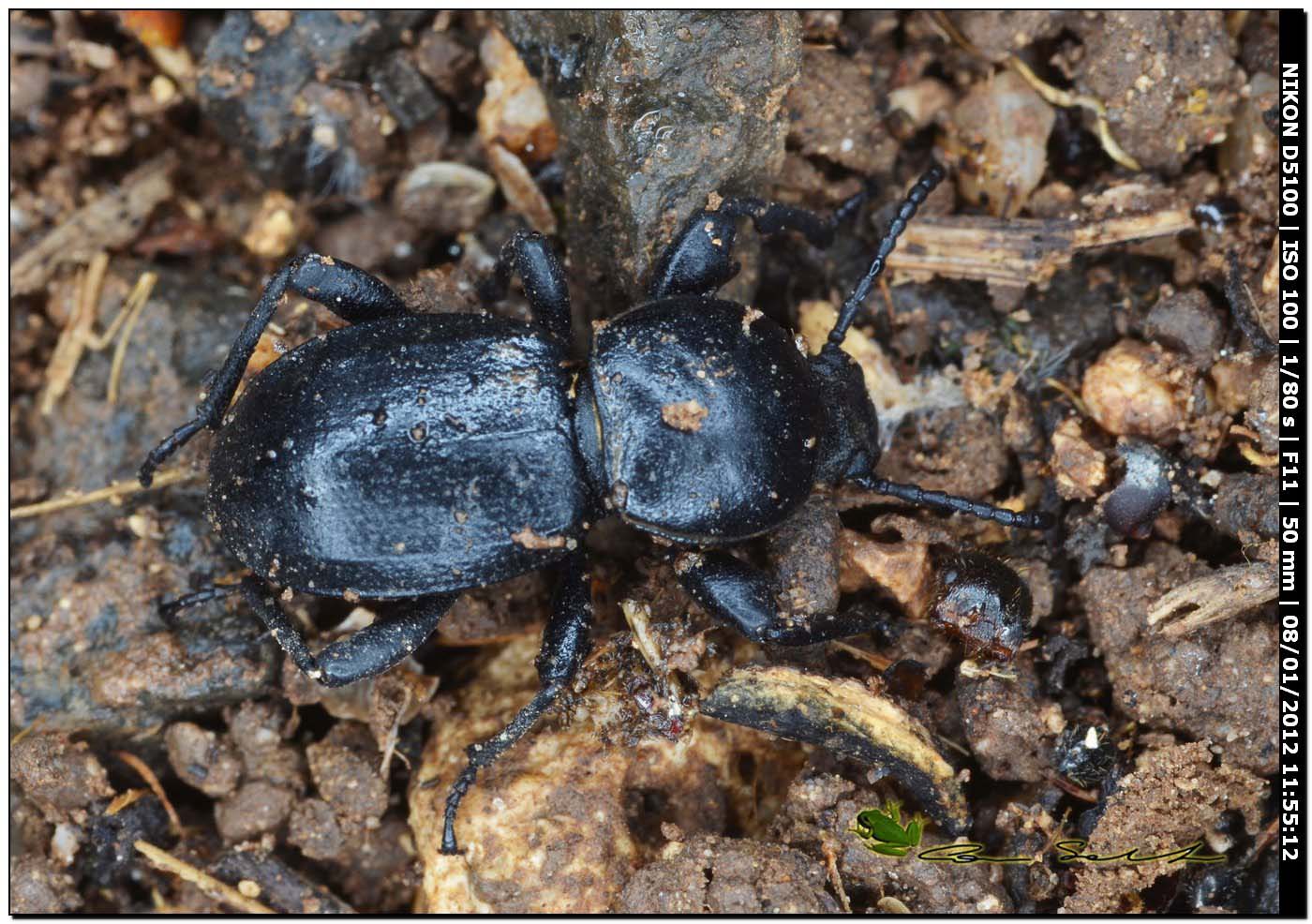 Scaurus cfr atratus