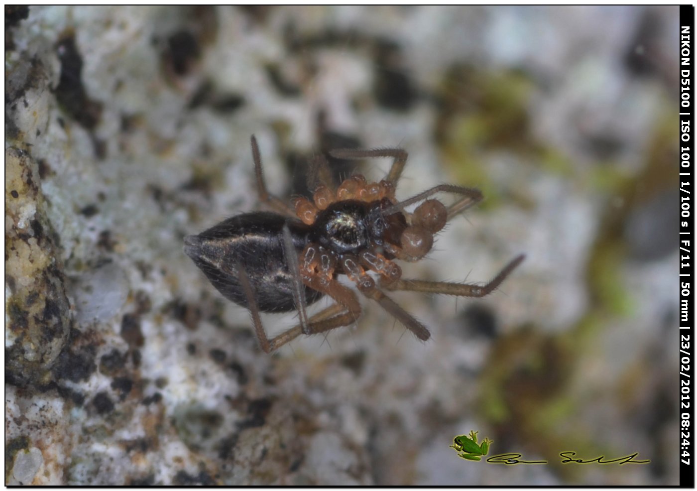 Linyphiidae