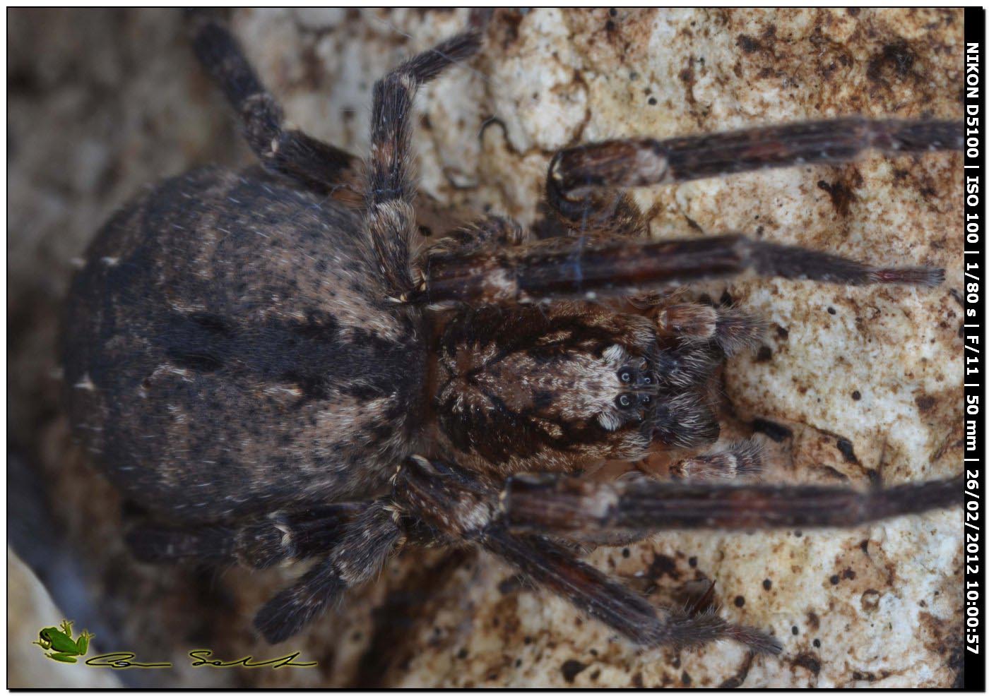 Zoropsis sp.