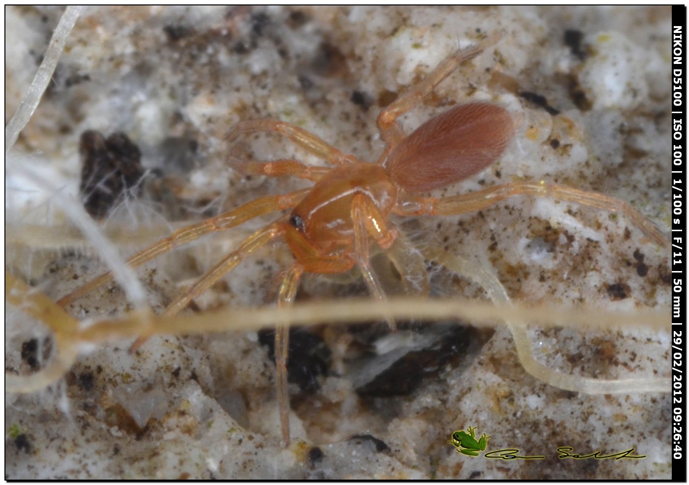 Dysderidae