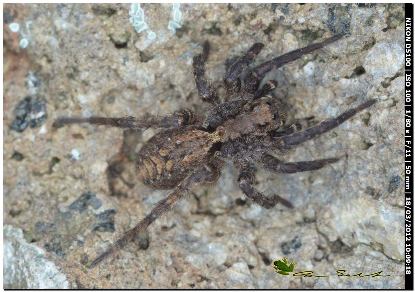 Lycosidae? da Bessude. S, genere Alopecosa