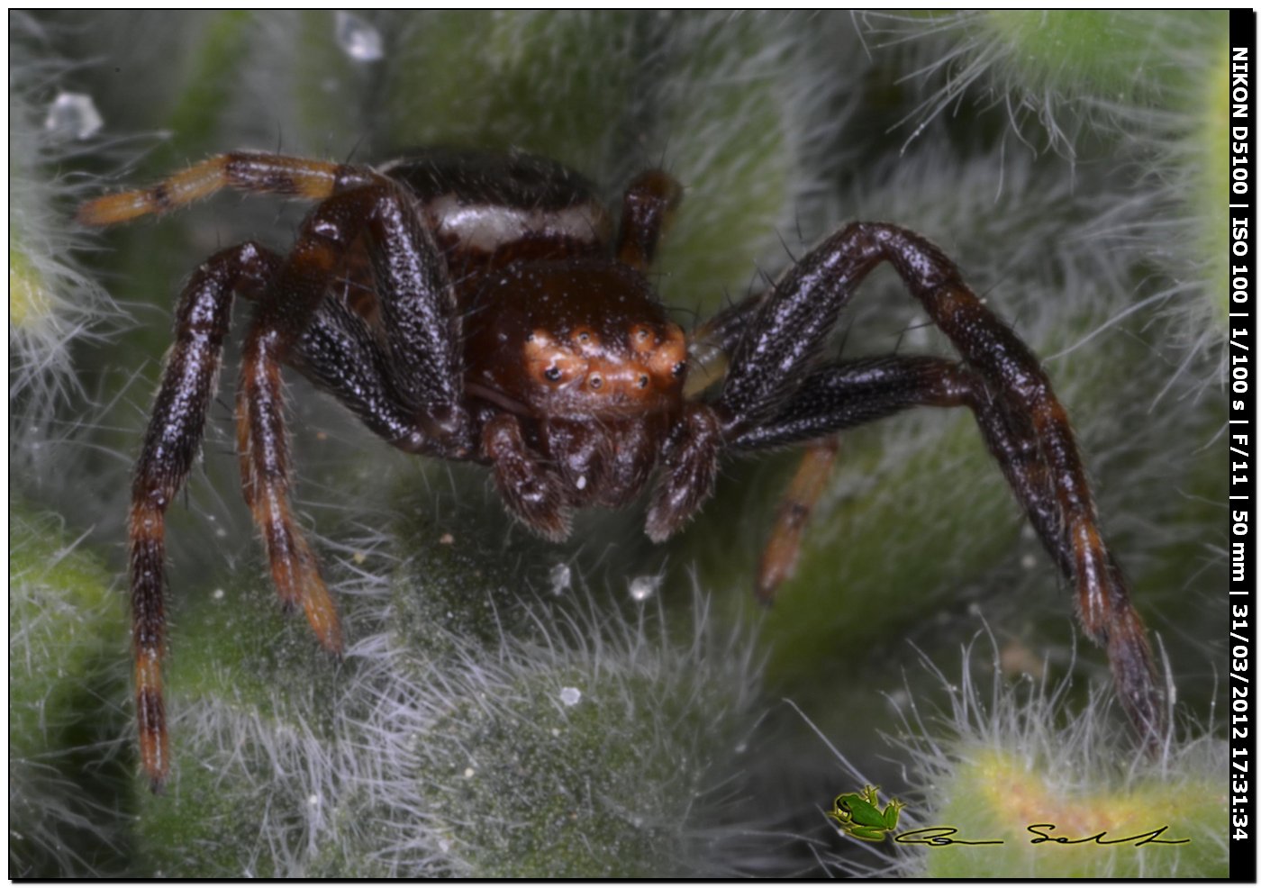 Synema globosum ♂
