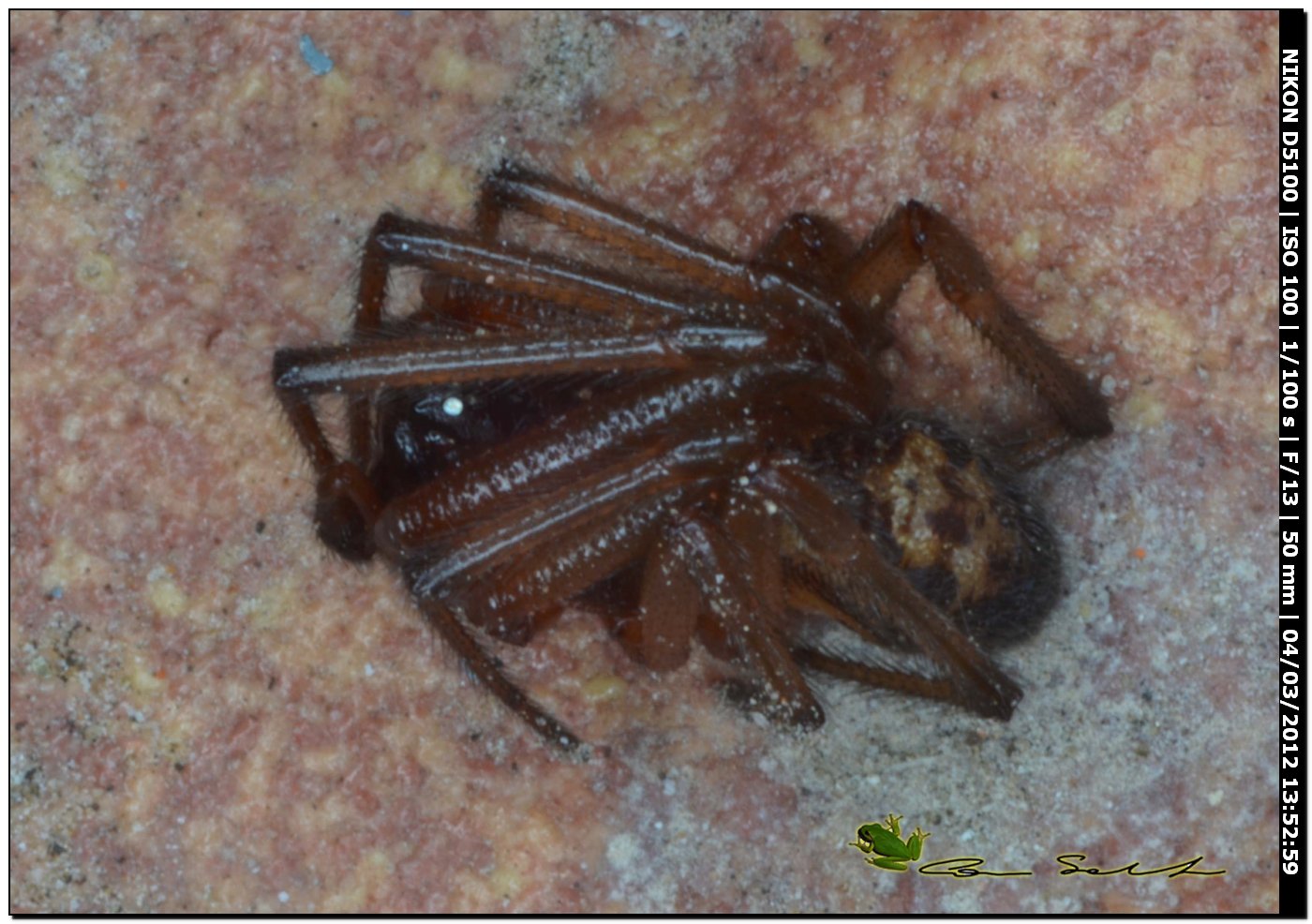 Steatoda nobilis da Usini