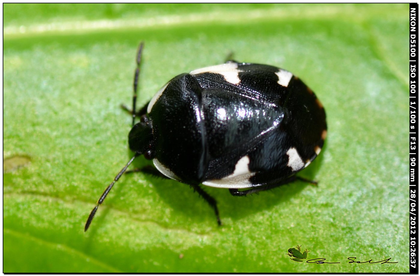 Cydnidae: Tritomegas sexmaculatus della Sardegna (SS)