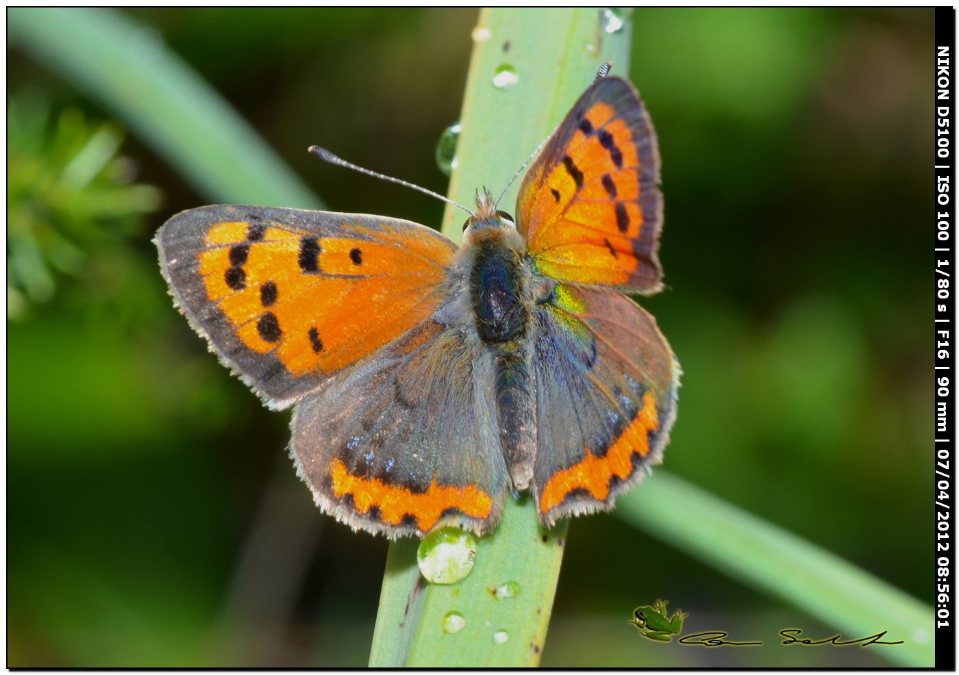 Lycaena phlaeas