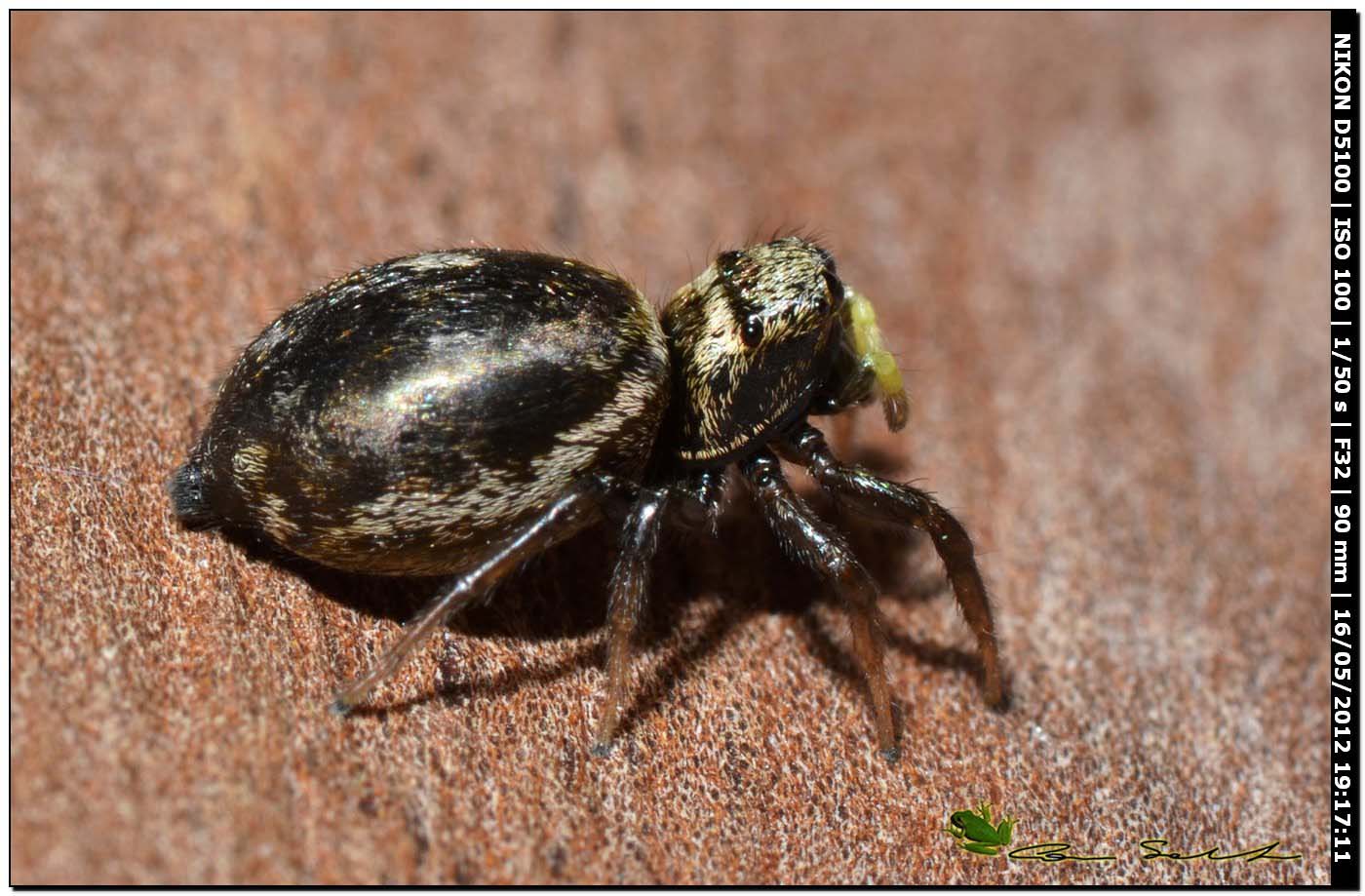 Heliophanus sp.