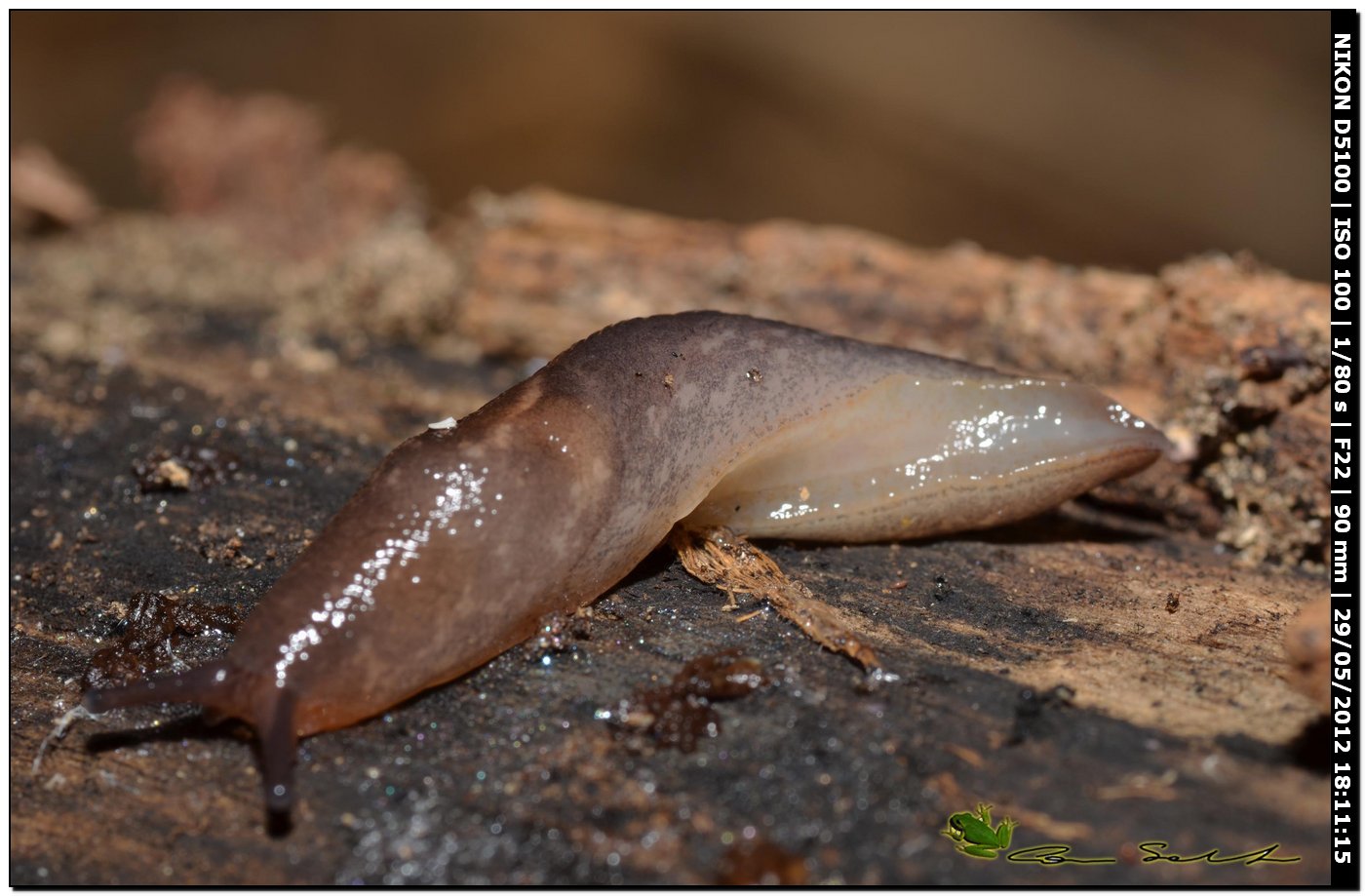 Limax gruppo corsicus?