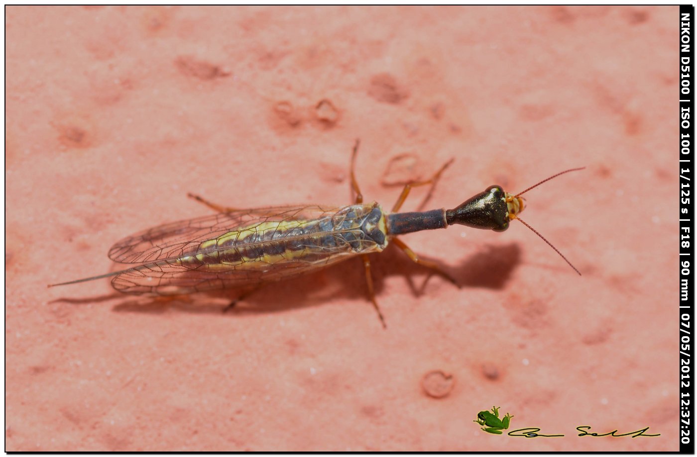 Xanthostigma corsicum, Raphidiidae?