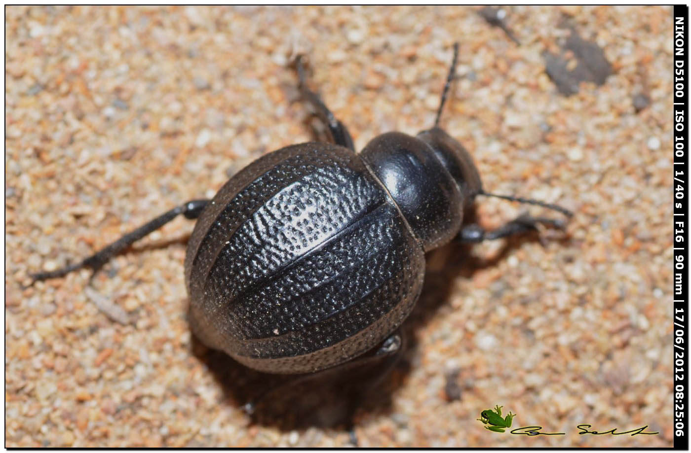 Pimelia sp.