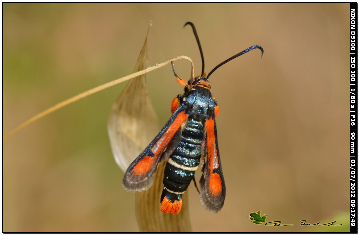 Pyropteron chrysidiforme, Sesiidae