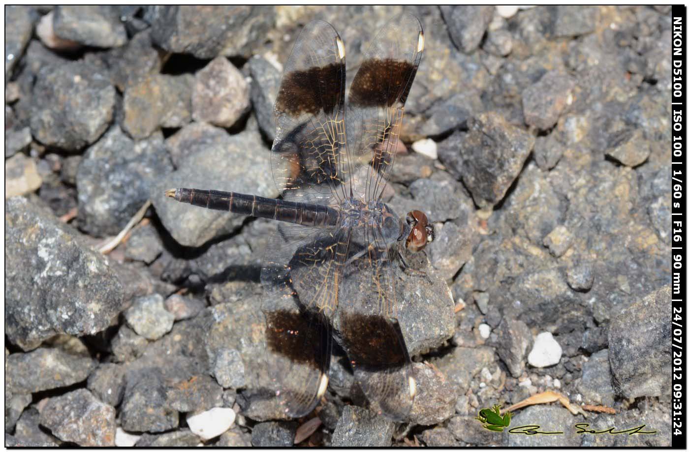 Brachythemis impartita ♂ - ex B. leucosticta