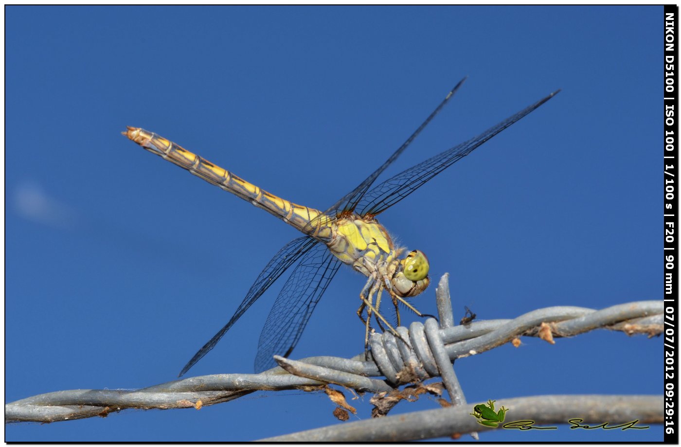 Sympetrum striolatum? o quale?