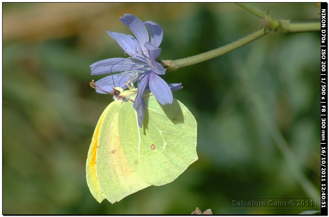 Gonepteryx cleopatra