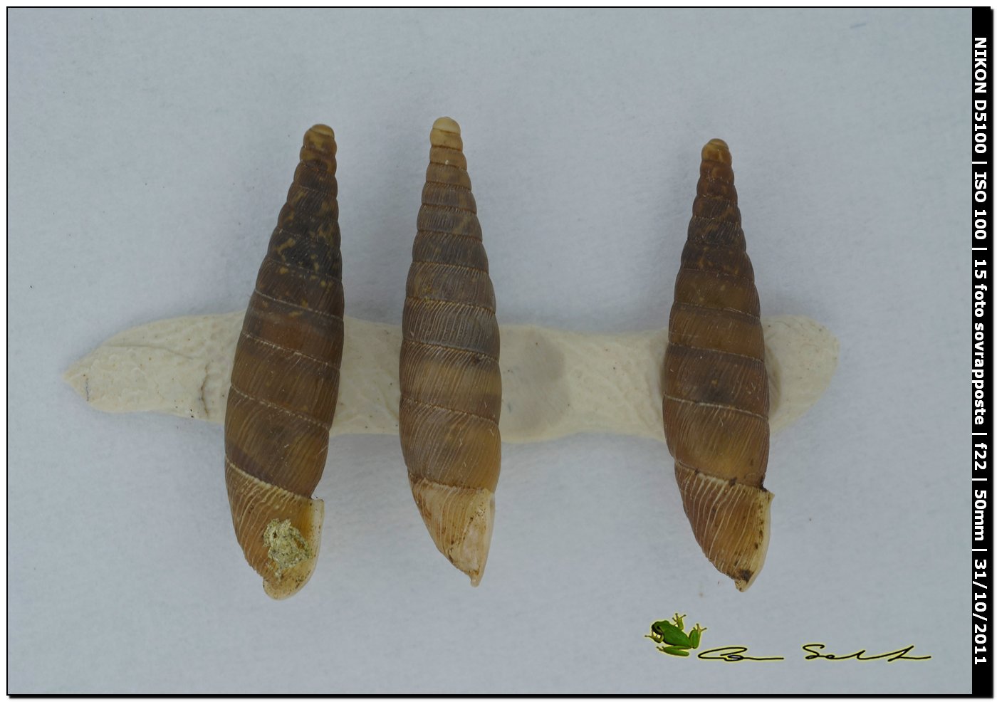 Choclodina kuesteri