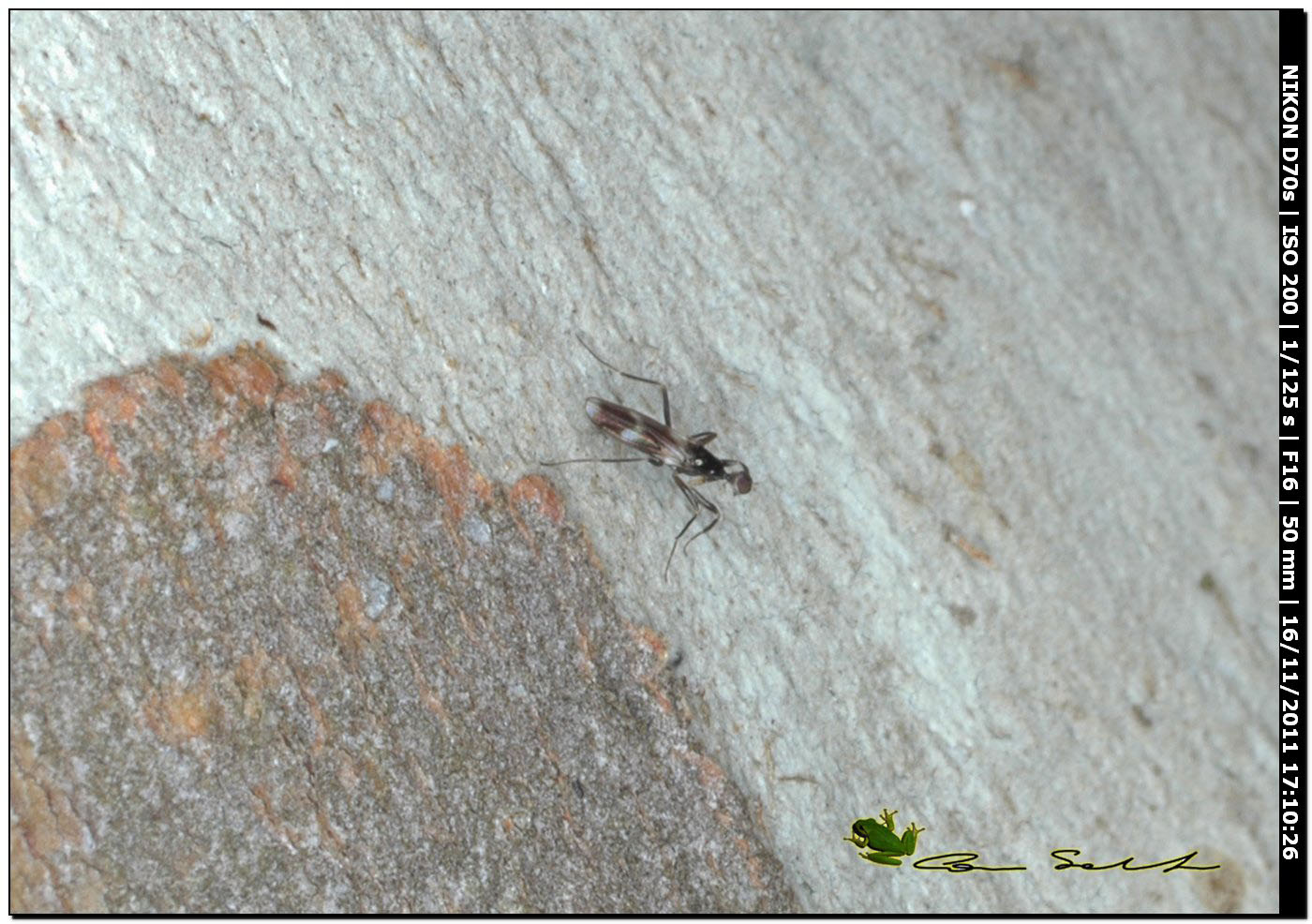 Tachydromia cf. umbrarum