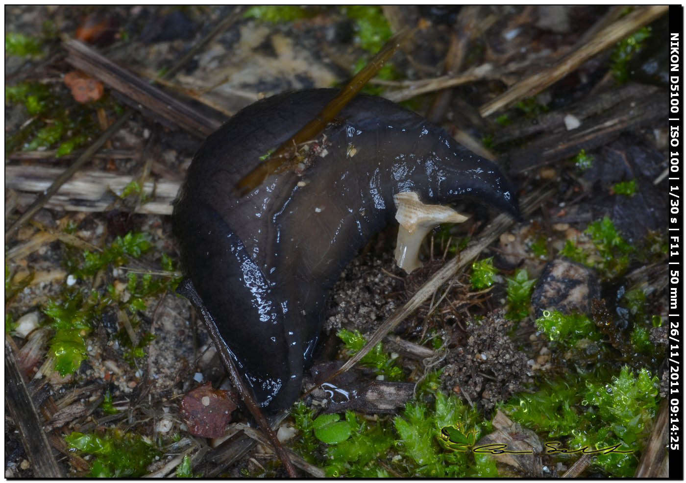 Milacide, Milax nigricans?