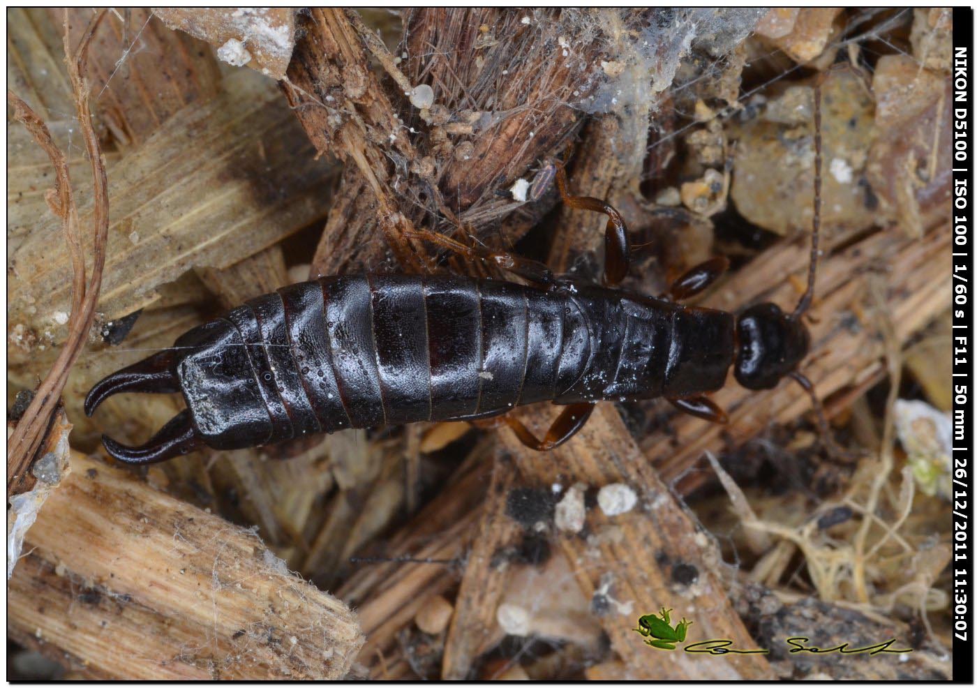 Maschio di Euborellia moesta