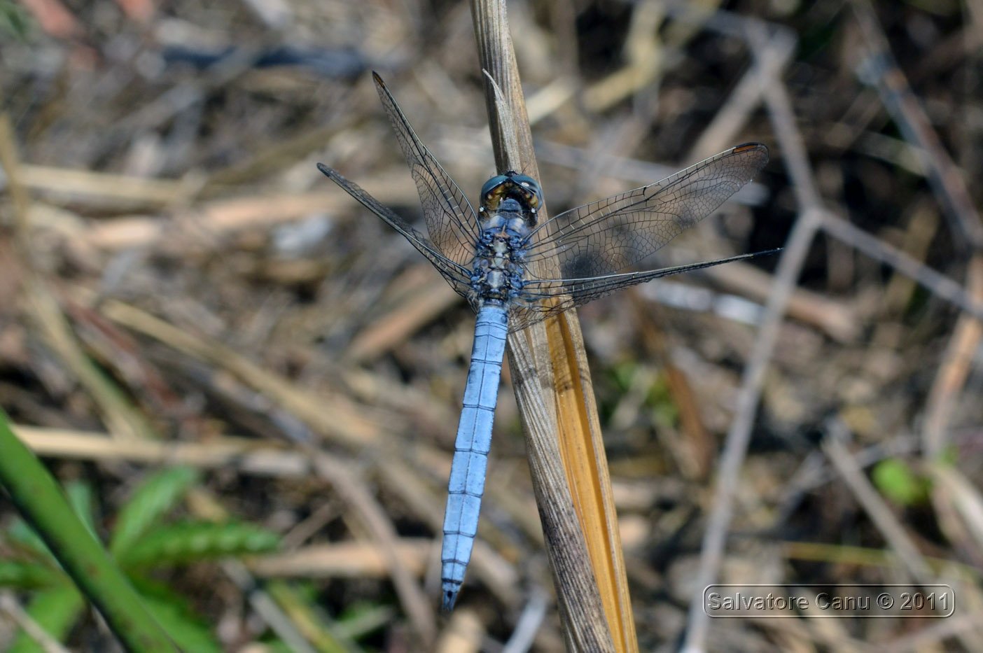 Orthetrum.. - Orthetrum coerulescens anceps