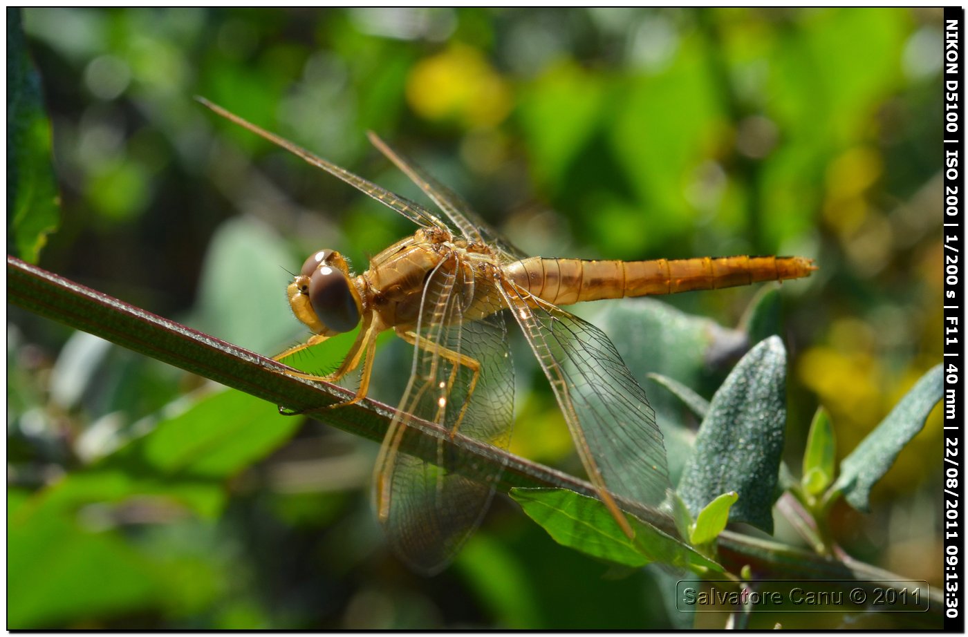 Orthetrum coerulescens anceps?