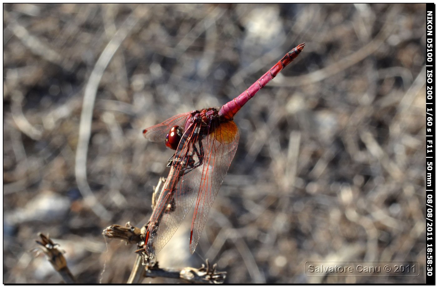 Trithemis annulata ♂♀?