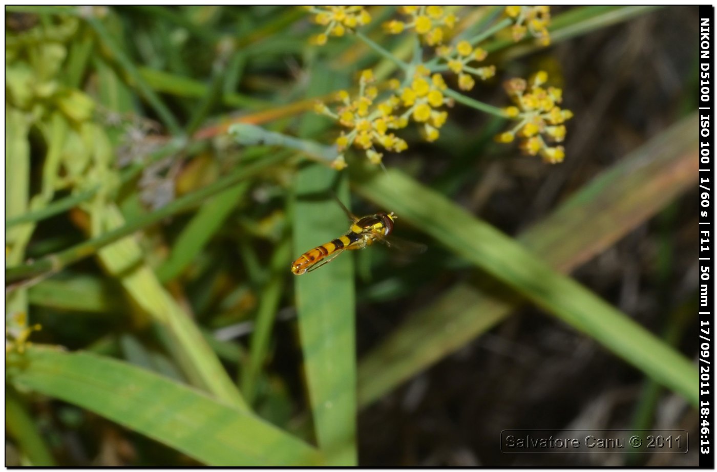 Syrphidae - Sphaerophoria scripta