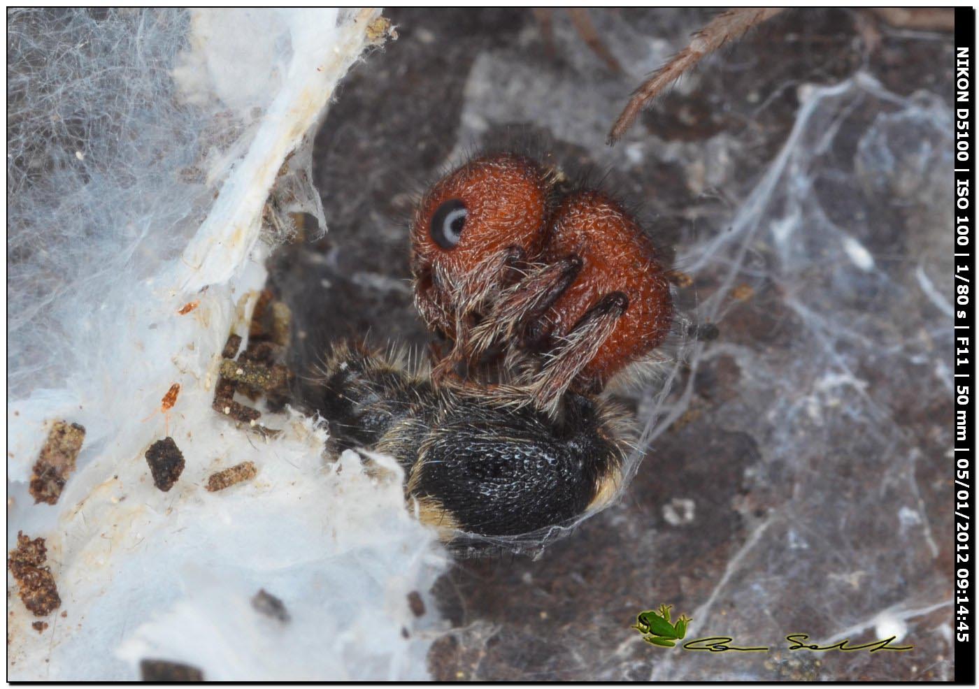 Mutille svernanti & ragni: M. quinquemaculata + R. ghilianii