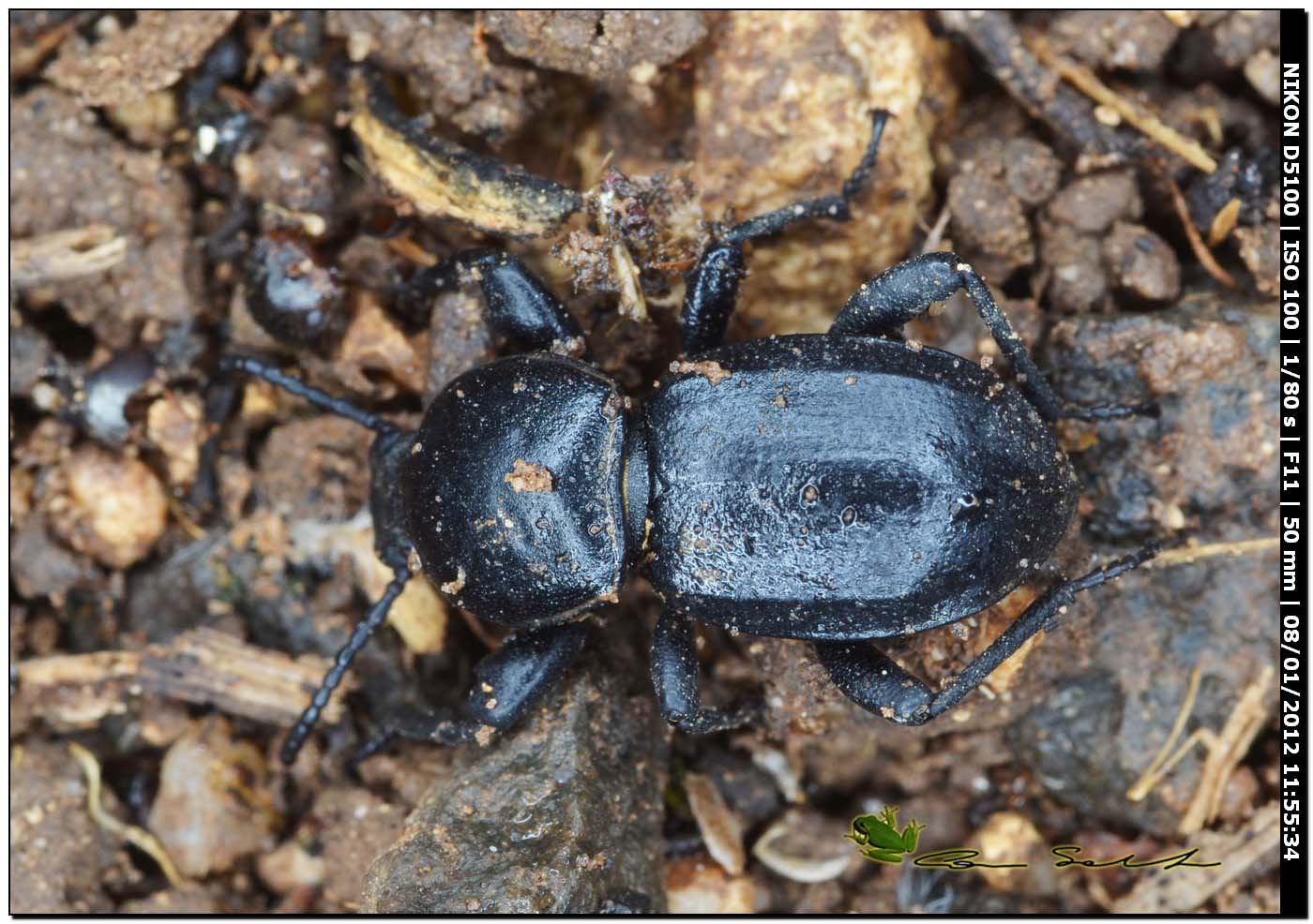 Scaurus cfr atratus