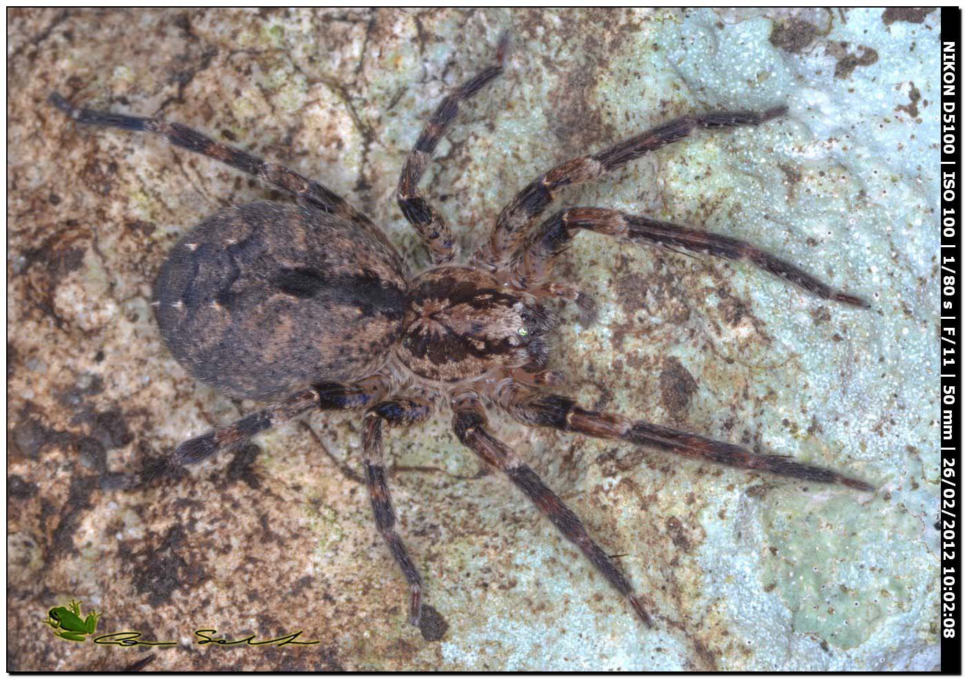 Zoropsis sp.