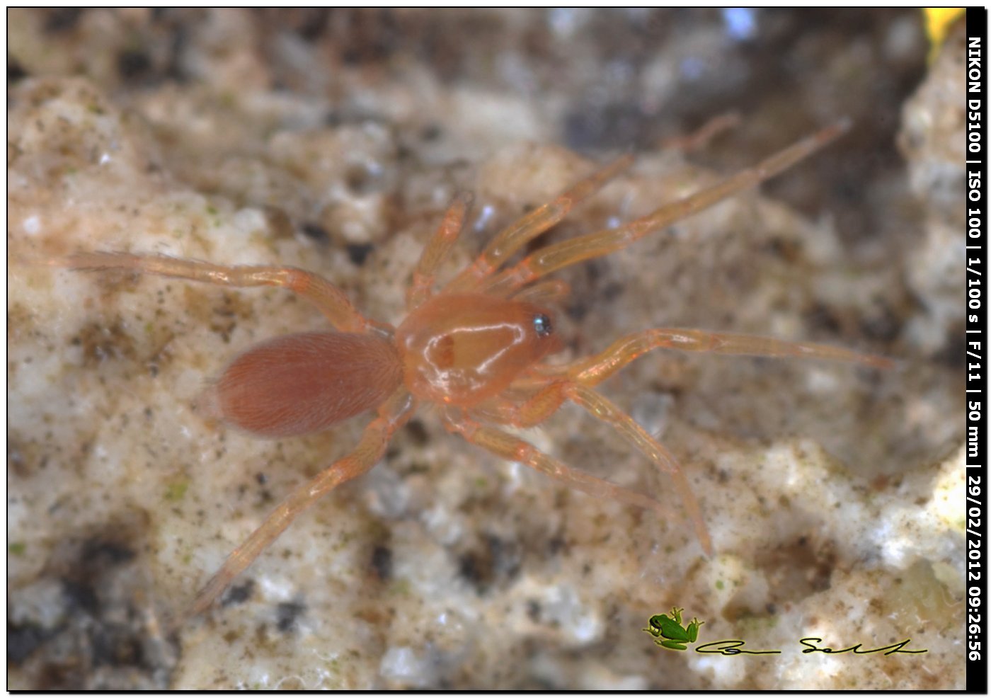 Dysderidae